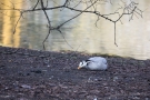 Streifengans (Anser indicus) im Hofgarten Düsseldorf