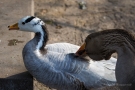 Streifengans (Anser indicus) im Hofgarten Düsseldorf