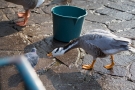 Streifengans (Anser indicus) im Hofgarten Düsseldorf