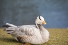 Streifengans (Anser indicus) im Hofgarten Düsseldorf