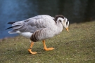 Streifengans (Anser indicus) im Hofgarten Düsseldorf