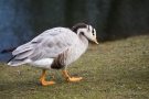 Streifengans (Anser indicus) im Hofgarten Düsseldorf