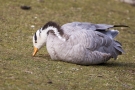 Streifengans (Anser indicus) im Hofgarten Düsseldorf