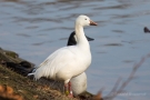 Schneegans (Anser caerulescens) im Hofgarten Düsseldorf