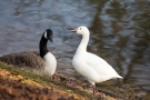 Schneegans (Anser caerulescens) im Hofgarten Düsseldorf