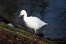 Schneegans (Anser caerulescens) im Hofgarten Düsseldorf