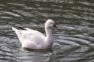 Zwergschneegans (Anser rossii) im Hofgarten Düsseldorf