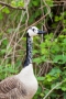 Kanadagans-Bastard (Branta canadensis)