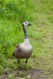 Kanadagans-Bastard (Branta canadensis)