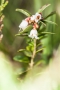 Preiselbeer-Blüten (Hoscheit/Paustenbacher Venn)