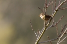 Zaunkönig (Troglodytes troglodytes)