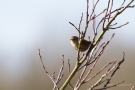 Zaunkönig (Troglodytes troglodytes)