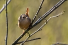 Zaunkönig (Troglodytes troglodytes)