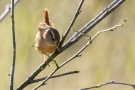 Zaunkönig (Troglodytes troglodytes)