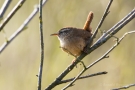 Zaunkönig (Troglodytes troglodytes)