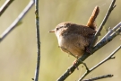 Zaunkönig (Troglodytes troglodytes)