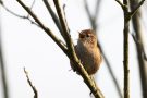 Zaunkönig (Troglodytes troglodytes)