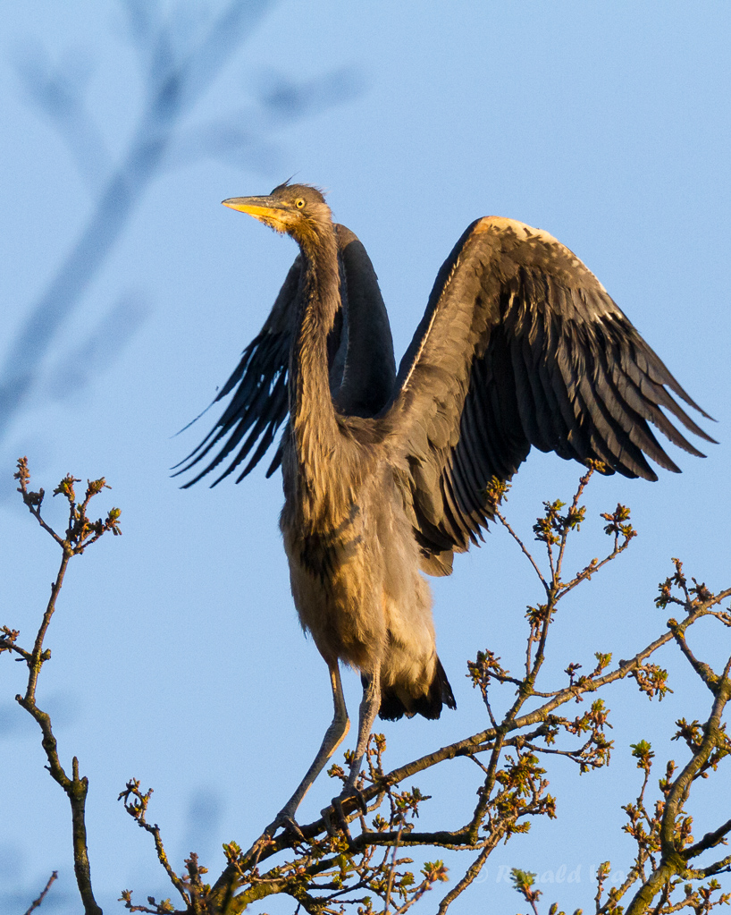 Graureiher (Ardea cinerea)