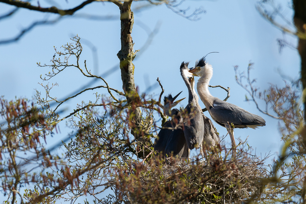 Fütterung der Graureiher (Ardea cinerea)
