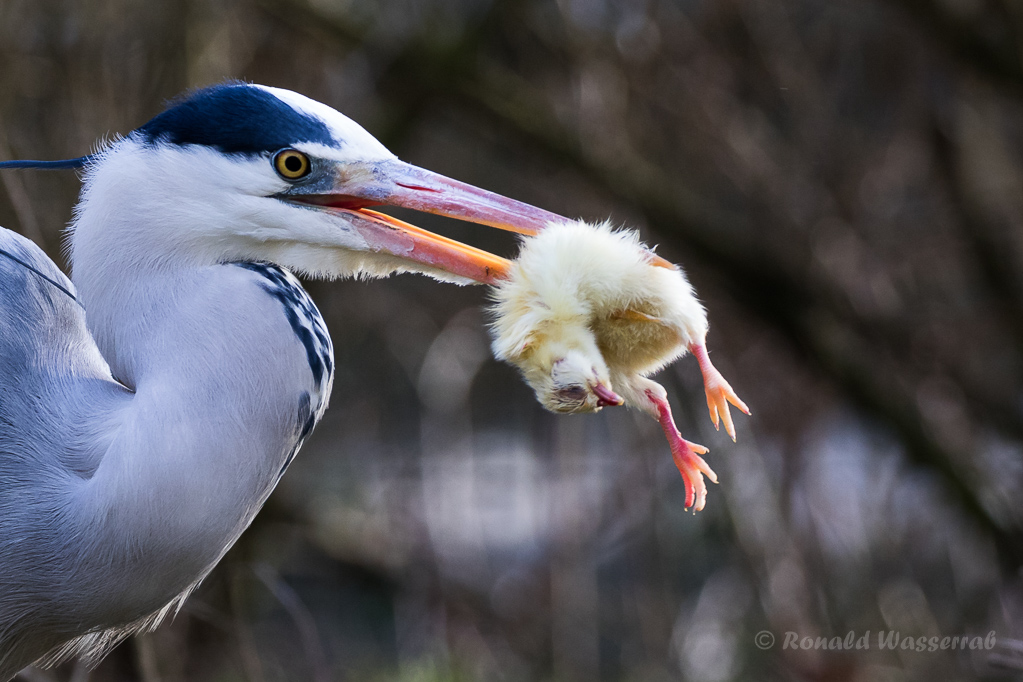 Graureiher (Ardea cinerea)