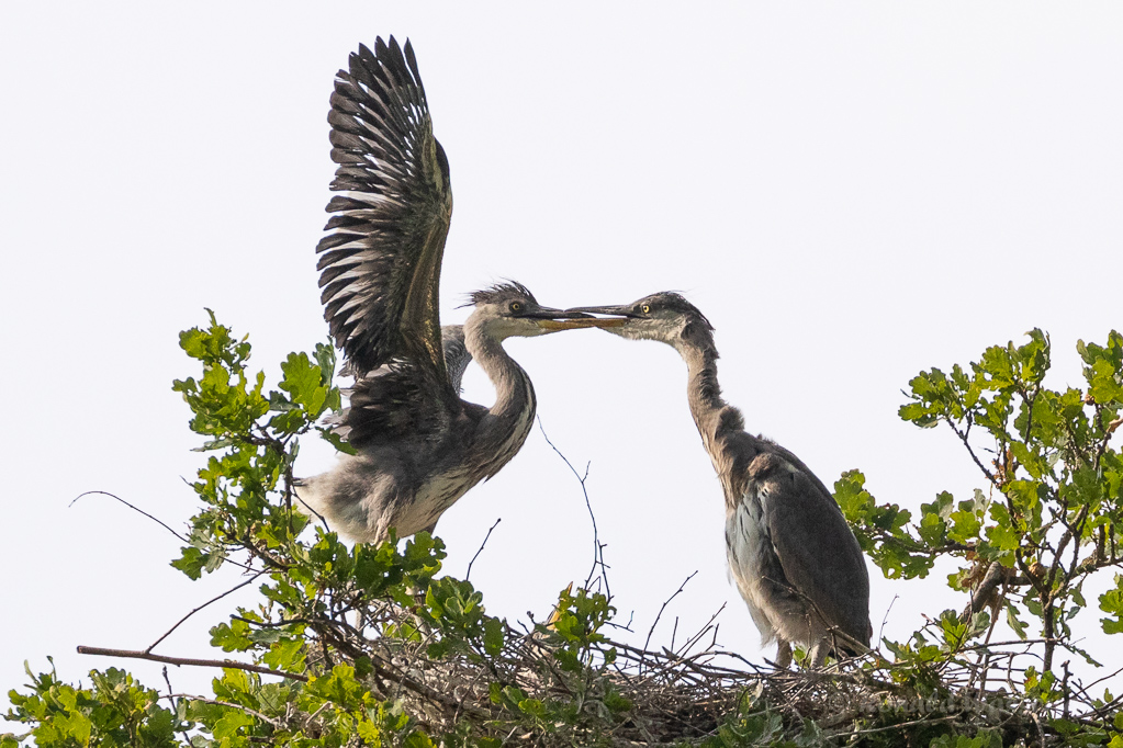 Junge Graureiher (Ardea cinerea)