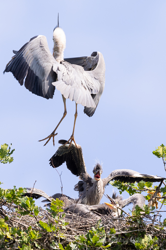 Fütterung der Graureiher (Ardea cinerea)