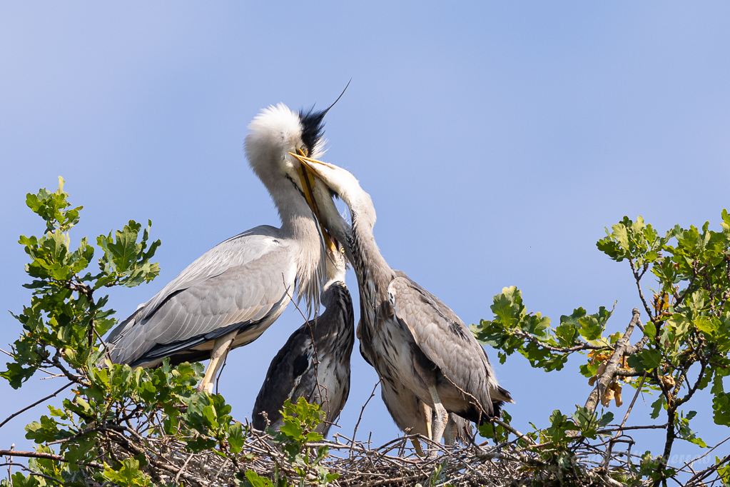 Fütterung der Graureiher (Ardea cinerea)