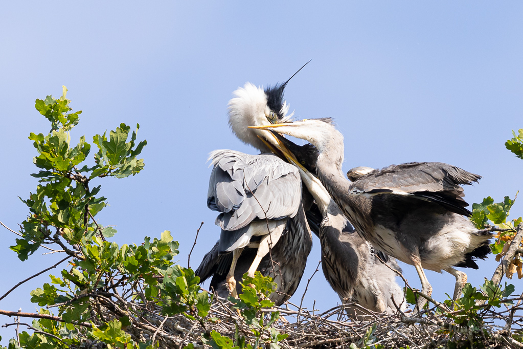 Fütterung der Graureiher (Ardea cinerea)