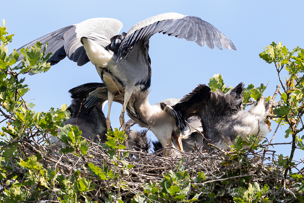 Füttern der Graureiher (Ardea cinerea)