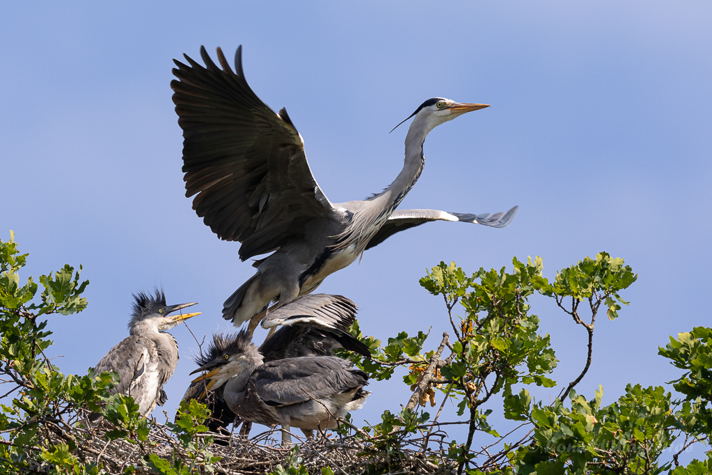 Abflug nach dem Füttern der Graureiher (Ardea cinerea)