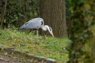 Graureiher (Ardea cinerea)