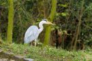 Graureiher (Ardea cinerea) mit Nistmaterial