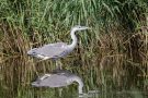 Graureiher (Ardea cinerea)