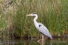 Graureiher (Ardea cinerea)