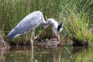 Graureiher (Ardea cinerea)