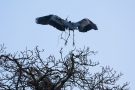 Graureiher (Ardea cinerea) mit Nistmaterial