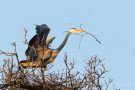 Graureiher (Ardea cinerea) mit Nistmaterial