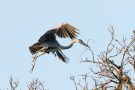 Graureiher (Ardea cinerea) mit Nistmaterial