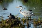 Graureiher (Ardea cinerea)