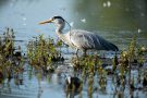 Graureiher (Ardea cinerea)