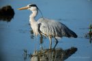 Graureiher (Ardea cinerea)