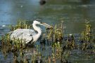 Graureiher (Ardea cinerea)