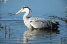 Graureiher (Ardea cinerea)