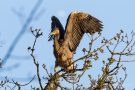 Graureiher (Ardea cinerea)