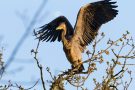 Graureiher (Ardea cinerea)