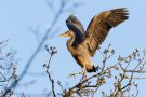 Graureiher (Ardea cinerea)