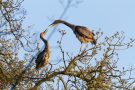 Graureiher (Ardea cinerea)