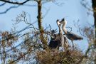 Fütterung der Graureiher (Ardea cinerea)