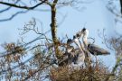 Fütterung der Graureiher (Ardea cinerea)