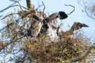 Fütterung der Graureiher (Ardea cinerea)